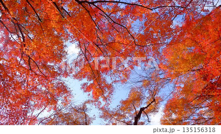 高知県仁淀川町大渡ダム公園の眼を奪われるあざやかな紅葉 高知県仁淀川町大渡ダム公園の眼を奪われるあざやかな紅葉 135156318