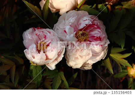 2026年1月に上野のぼたん苑に咲いた「島錦（しまにしき）」という名の冬ぼたん（5） 135156403