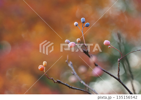 木のみと紅葉 木のみと紅葉 135156542