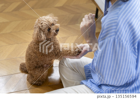 飼い主にお手をするトイプードル 135156594