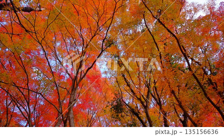 高知県仁淀川町大渡ダム湖畔の公園の鮮やかに燃える紅葉 高知県仁淀川町大渡ダム湖畔の公園の鮮やかに燃える紅葉 135156636