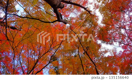 高知県仁淀川町大渡ダム湖畔の公園の鮮やかに燃える紅葉 高知県仁淀川町大渡ダム湖畔の公園の鮮やかに燃える紅葉 135156640