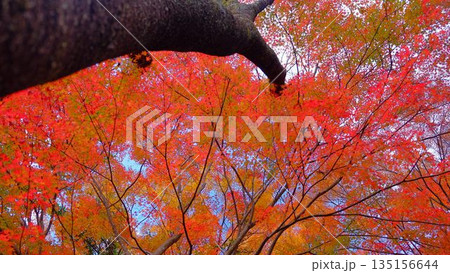 高知県仁淀川町大渡ダム湖畔の公園の鮮やかに燃える紅葉 135156644