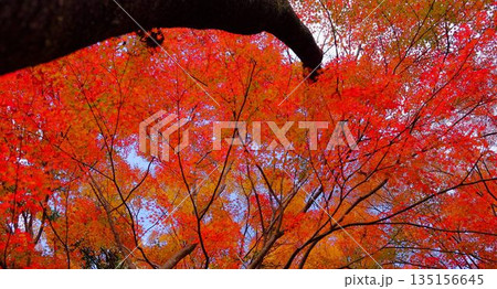 高知県仁淀川町大渡ダム湖畔の公園の鮮やかに燃える紅葉 高知県仁淀川町大渡ダム湖畔の公園の鮮やかに燃える紅葉 135156645