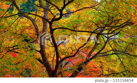 高知県仁淀川町大渡ダム湖畔の公園の鮮やかに燃える紅葉 135156654