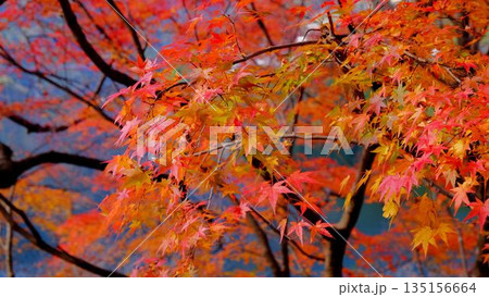 高知県仁淀川町大渡ダム湖畔の公園の鮮やかに燃える紅葉 135156664