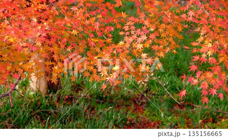 高知県仁淀川町大渡ダム湖畔の公園の鮮やかに燃える紅葉 135156665