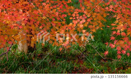 高知県仁淀川町大渡ダム湖畔の公園の鮮やかに燃える紅葉 135156666