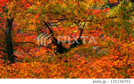 高知県仁淀川町大渡ダム湖畔の公園の鮮やかに燃える紅葉 高知県仁淀川町大渡ダム湖畔の公園の鮮やかに燃える紅葉 135156701