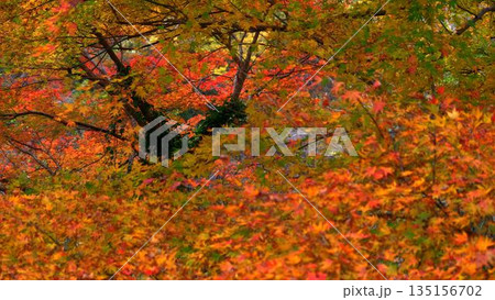 高知県仁淀川町大渡ダム湖畔の公園の鮮やかに燃える紅葉 高知県仁淀川町大渡ダム湖畔の公園の鮮やかに燃える紅葉 135156702