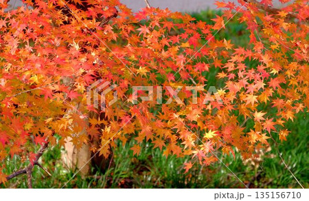高知県仁淀川町大渡ダム湖畔の公園の鮮やかに燃える紅葉 高知県仁淀川町大渡ダム湖畔の公園の鮮やかに燃える紅葉 135156710