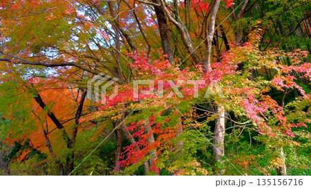 高知県仁淀川町大渡ダム湖畔の公園の鮮やかに燃える紅葉 高知県仁淀川町大渡ダム湖畔の公園の鮮やかに燃える紅葉 135156716