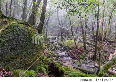苔が日本一きれいな渓谷 国立公園屋久島(冬 苔が日本一きれいな渓谷 国立公園屋久島(冬 135156817