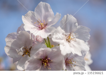 青空を背景にした桜の花 135156821