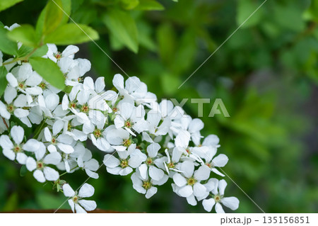 白いユキヤナギの花 135156851