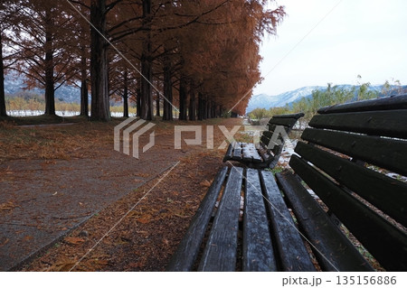 ベンチとメタセコイア並木 135156886