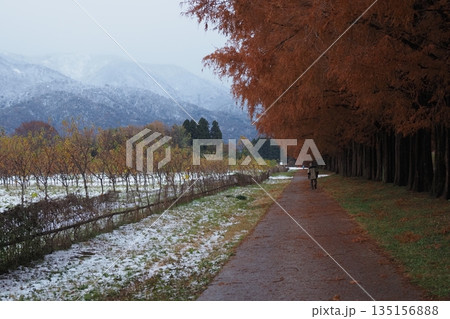 冬のメタセコイア並木 135156888