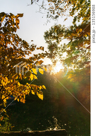 紅葉のある風景にかかる夕日の光 135156988