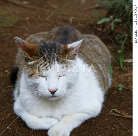 地面でくつろぐねこ　境内の通路　キジトラ白 135157017