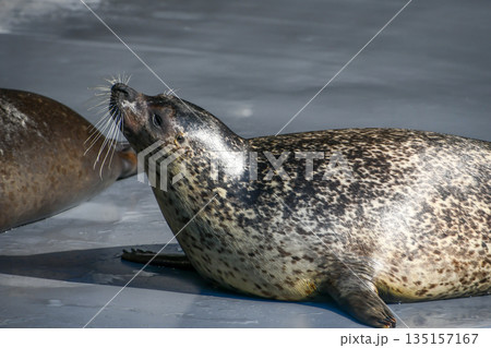 ゴマフアザラシ Spotted seal ゴマフアザラシ Spotted seal 135157167