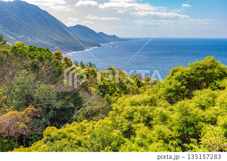 新緑の森と海　西部林道地域　世界自然遺産屋久島(春 135157283