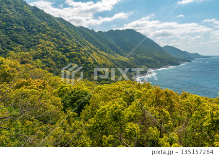 新緑の森と海　西部林道地域　世界自然遺産屋久島(春 135157284