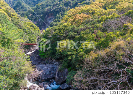 新緑の山と川 西部林道地域 世界自然遺産屋久島(春 新緑の山と川 西部林道地域 世界自然遺産屋久島(春 135157340