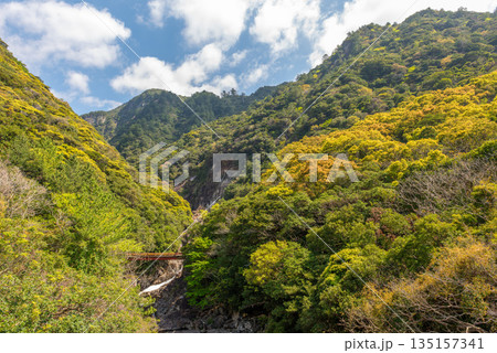 新緑の山と川　西部林道地域　世界自然遺産屋久島(春 135157341