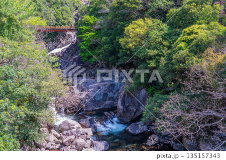 新緑の山と川　西部林道地域　世界自然遺産屋久島(春 135157343