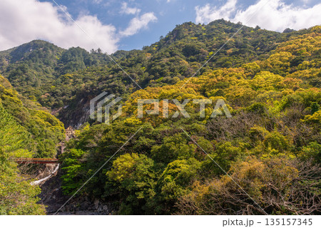 新緑の山と川　西部林道地域　世界自然遺産屋久島(春 135157345