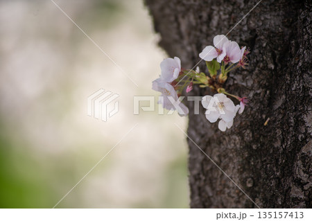 幹に咲いた桜 135157413