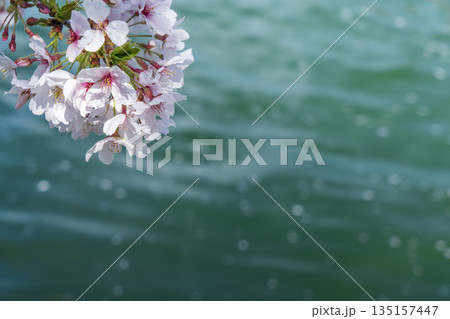 桜の花びらが流れる 桜の花びらが流れる 135157447