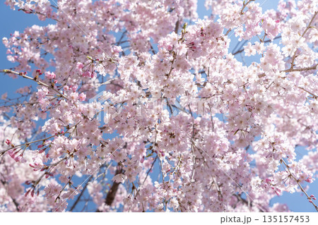 枝垂れ桜を見上げる 枝垂れ桜を見上げる 135157453