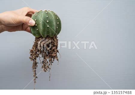 Cropped shot view of someone hand holding Astrophytum cactus after remove it from the pot for repotting to new container. Repotting refreshes the nutrients in the soil. Cropped shot view of someone hand holding Astrophytum cactus after remove it from the pot for repotting to new container. Repotting refreshes the nutrients in the soil. 135157488