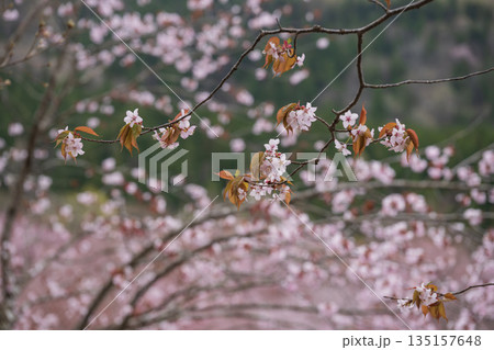 満開の桜 満開の桜 135157648
