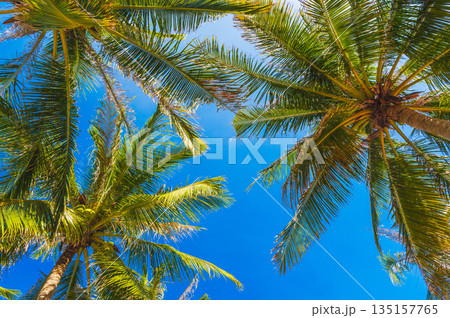 green leaves of coconut palm trees on background of a blue sky in the tropics in summer on tropical resort on island. Concept of tourism and travel green leaves of coconut palm trees on background of a blue sky in the tropics in summer on tropical resort on island. Concept of tourism and travel 135157765
