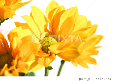 菊（スプレーマム） 135157873