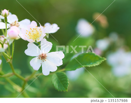 野生の野バラの花のクローズアップ 野生の野バラの花のクローズアップ 135157986