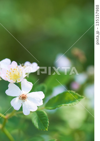 野生の野バラの花のクローズアップ 135157988