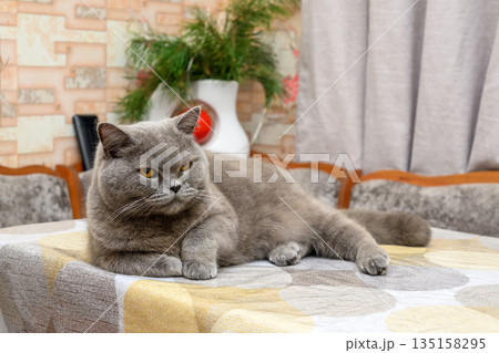 grey cat resting on a table in a home interior grey cat resting on a table in a home interior 135158295