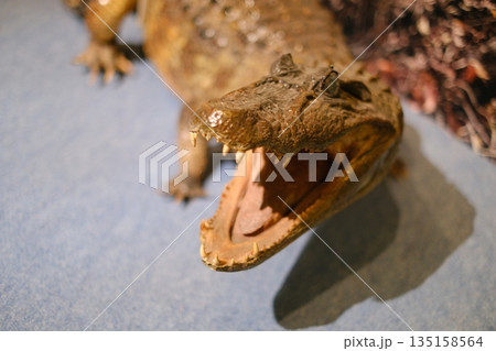 大きく口を開いて獲物を待つメガネカイマン 135158564