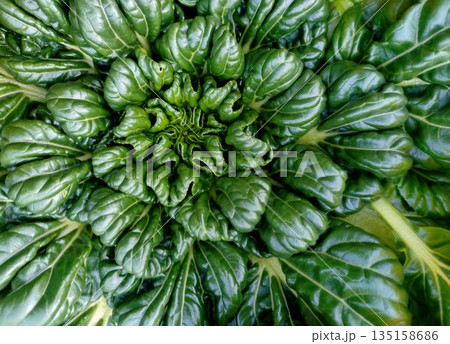 畑に植わっているターサイ 畑に植わっているターサイ 135158686