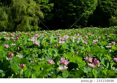 古河市総合公園の花咲く大賀ハス池 135158696