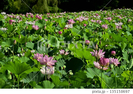 古河市総合公園の花咲く大賀ハス池 135158697