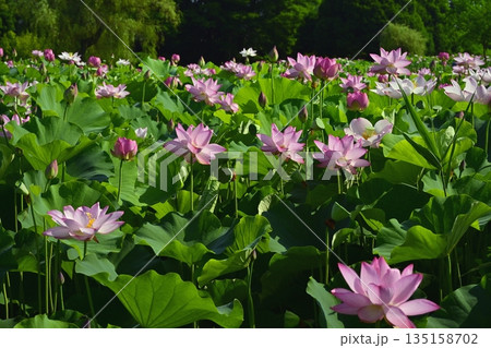 古河市総合公園の花咲く大賀ハス池 古河市総合公園の花咲く大賀ハス池 135158702