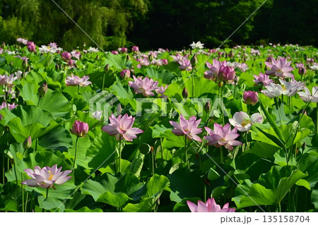 古河市総合公園の花咲く大賀ハス池 135158704