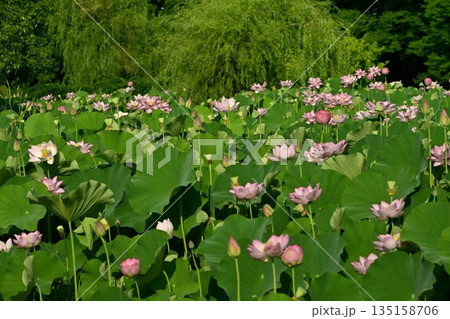 古河市総合公園の花咲く大賀ハス池 135158706