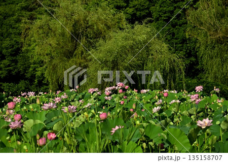 古河市総合公園の花咲く大賀ハス池 135158707