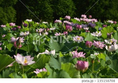 古河市総合公園の花咲く大賀ハス池 135158708
