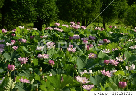 古河市総合公園の花咲く大賀ハス池 古河市総合公園の花咲く大賀ハス池 135158710